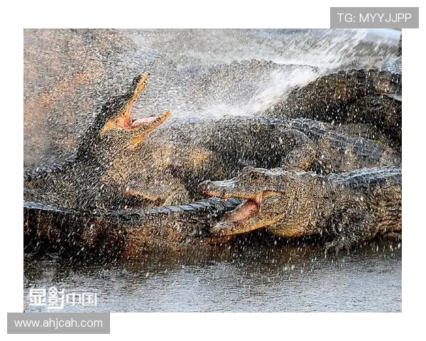 ✅体育直播🏆世界杯直播🏀NBA直播⚽- 数千条扬子鳄转场“猫冬”- sports ✅体育直播🏆世界杯直播🏀NBA直播⚽- 数千条扬子鳄转场“猫冬”- sports